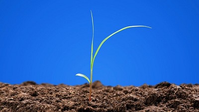 Gramíneas, la principal amenaza de la soja y el maíz