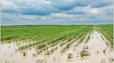 Con valores estables, la actividad inmobiliaria rural apenas mejoró este año