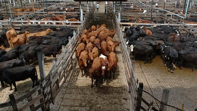 El precio de la hacienda se mantuvo estable en el Mercado de Liniers