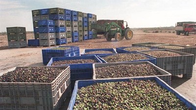 La aceituna argentina pierde mercado en Brasil por el avance de Egipto