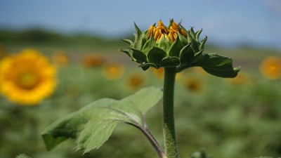 La lluvia le pegó al girasol y redujo la superficie implantada 
