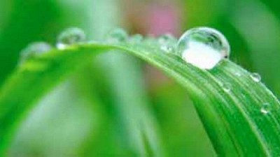 Clima: “El maíz del centro en busca de agua” – CCA/Agrositio