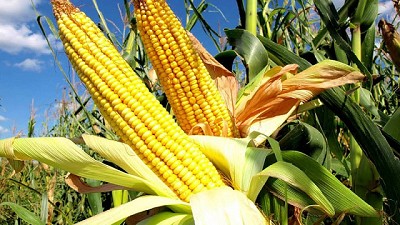 Jaque al maíz, la sequía acecha el potencial de su rinde - BCR