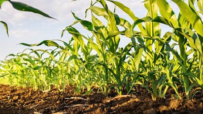 Un ciclo agrícola muy complicado por el clima