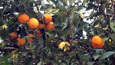 Productores de cítricos promueven premiar con una baja de impuestos el uso de jugos naturales