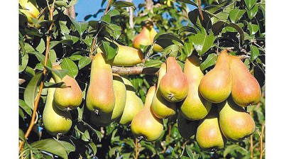 La brecha de precios de los alimentos bajó 8,3% y está en el menor nivel en 28 meses