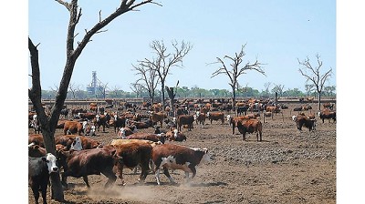 Friar y un grupo italiano se asocian para producir biogás con el estiércol de 14.000 vacas