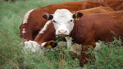 La oferta de gordo sigue siendo alta, por Ignacio Iriarte