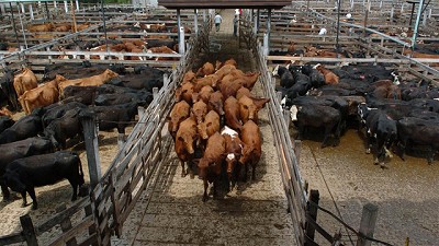 Ingresos reducidos en el Mercado de Liniers