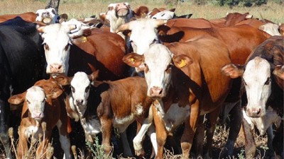 Balance positivo de la Mesa de las Carnes