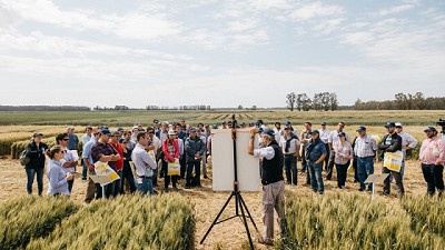 Con tres lanzamientos, Nidera hace una nueva apuesta al cultivo de trigo