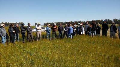 La Provincia de Buenos Aires elabora un mapa de calidad del trigo