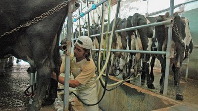 Prevén una importante recuperación de la producción lechera en 2018