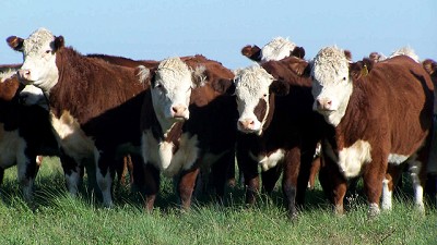 Tras 7 años de negociaciones, Argentina exportará ganado a Egipto 