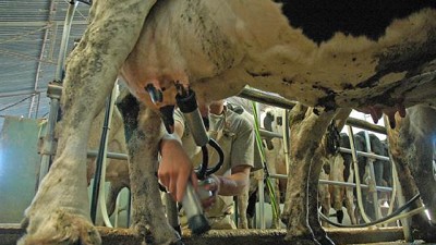 Lechería: noviembre dejó precios sin cambios