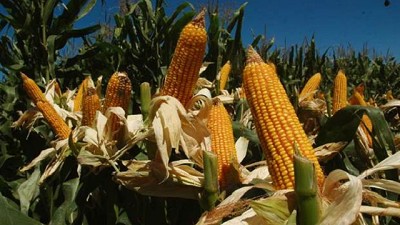 Las claves del maíz tardío en el sudeste bonaerense, por Guillermo Divito