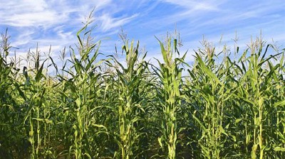 El clima marca el rumbo de los precios de la soja y del maíz, por Pablo Adreani