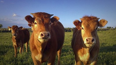 La ganadería cerró con altibajos este año y las economías regionales continúan en rojo