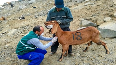 La Región Patagónica fue declarada zona libre de brucelosis ovina y caprina 
