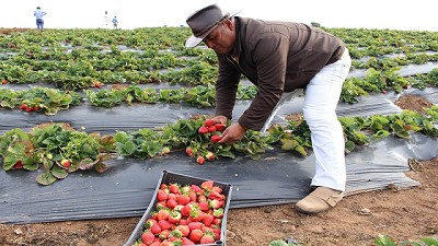 Las exportaciones de frutillas tucumanas a Estados Unidos generarían 6.000 puestos de trabajo
