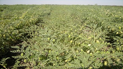 Buenas noticias para el garbanzo: la cosecha no será tan mala como se esperaba 