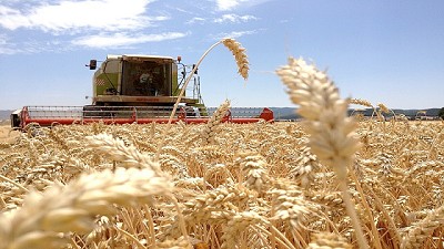 La producción de trigo descendió un 11% en Entre Ríos