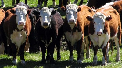 Radio: Buenos Aires, la reina del caviar argentino de Las Pampas
