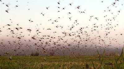 Reaparecieron los ataques de langosta en el norte argentino