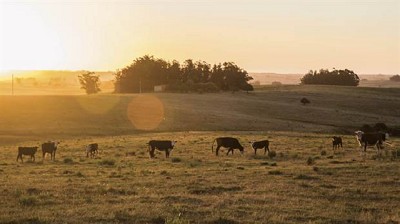 Uruguay: proyectan un menor crecimiento del sector rural