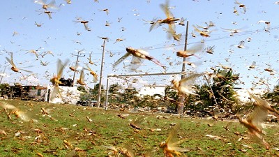 El SENASA habilitó el uso de insecticidas para combatir la plaga de langostas