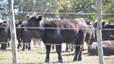 La Provincia concientiza sobre la obligatoriedad de la vacunación contra el carbunclo bovino