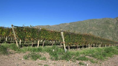 Radiografía de la crisis vitivinícola: entre la caída del consumo, más costos y los reclamos