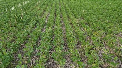 Recién en diez días habría un alivio con mayores lluvias para las zonas que necesitan sembrar