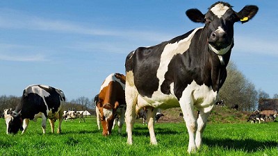 Recomendaciones para prevenir golpes de calor en el ganado