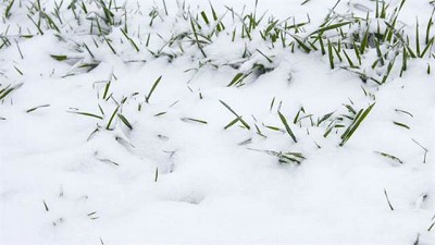 En los Estados Unidos el precio del trigo acumuló una suba del 3,2% en sólo dos ruedas