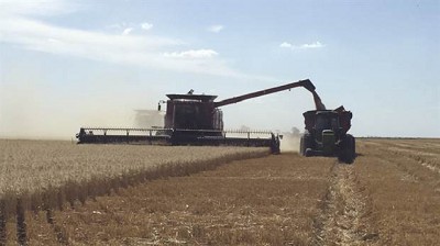 En el sudeste bonaerense los rindes de trigo van de 4000 a 6000 kilos