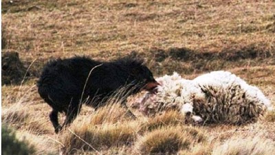 Los perros asilvestrados siguen depredando los campos de la región