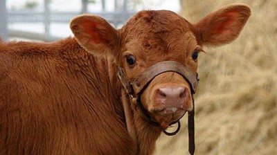 Subasta especial en el Mercado de Liniers con una oferta escasa