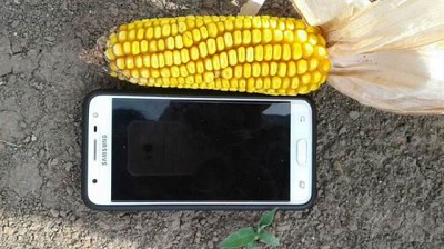 De regular a mal: así está el 70% de los maíces en el norte bonaerense