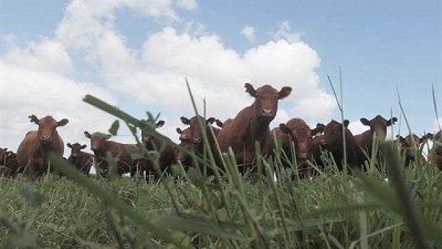 Verdeos: duplicar ganancias, por Aníbal Fernández Mayer