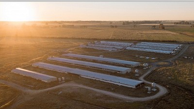 Cerdos, de punta a punta: genética, carne y energía