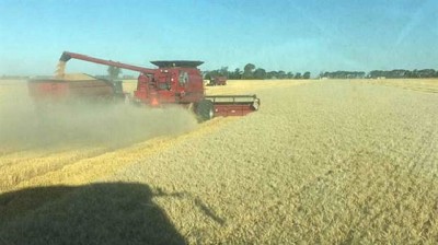 El trigo 2017/2018: alto rinde, baja proteína