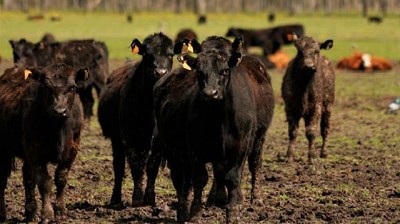 Por primera vez en cuatro años no hubo focos de carbunclo bovino en Buenos Aires