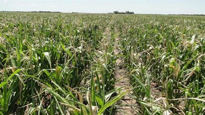 Según un informe oficial, se expanden las zonas con sequía