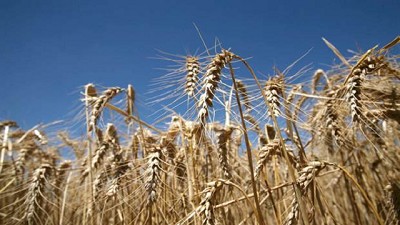 Quejas de corredores, acopios y productores por el manejo 