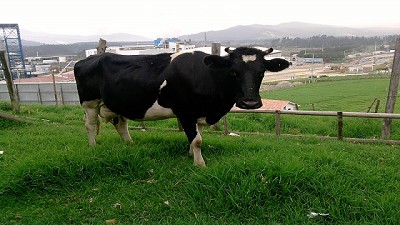 Organizan una colecta para ayudar a los animales afectados por los incendios en Mendoza 