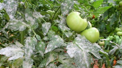 Syngenta lanza una nueva solución para el control de enfermedades en tomates y pimientos