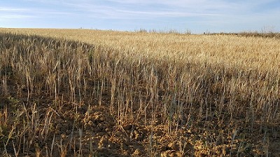 La falta de lluvias alerta a la producción en Entre Ríos y Chaco
