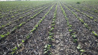 Por la sequía, hubo un fuerte recorte en la siembra y la cosecha de soja