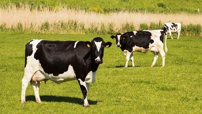 Tambos: qué hacer por el calor